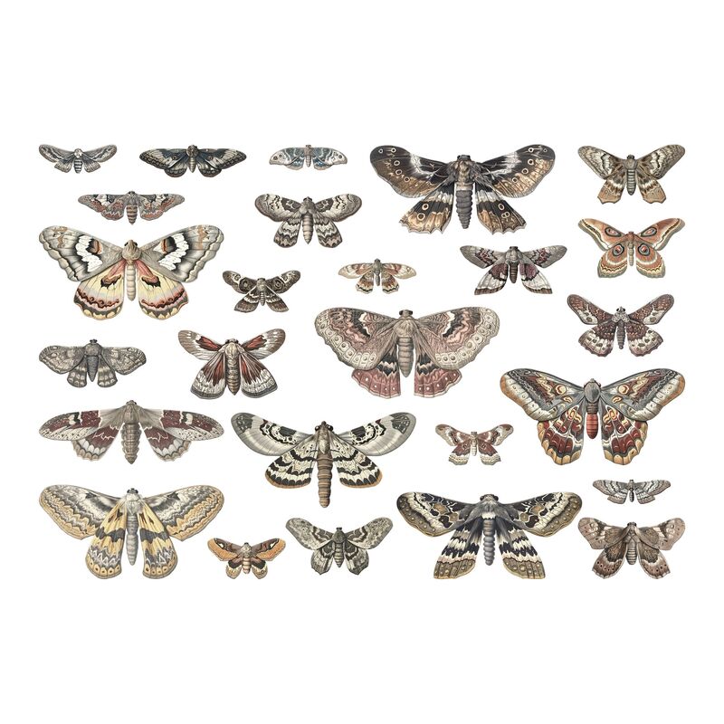 Tim Holtz Idea-Ology | Transparent Moths
